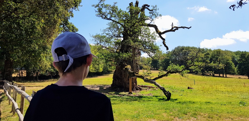 Balade en forêt de Brocéliande