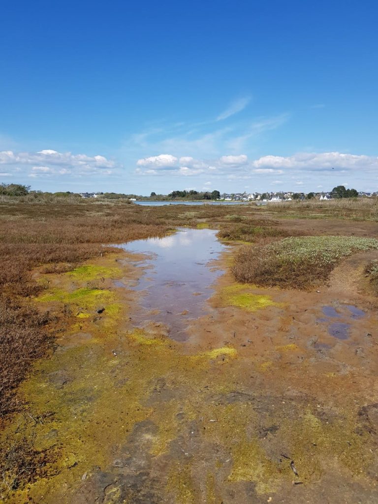 Kayak dans le Golfe du Morbihan à la découverte de l'île de Boëdic et de l'île Boëd