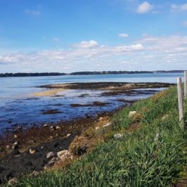 Randonnée sur l'île aux Moines : Pointe du Nioul