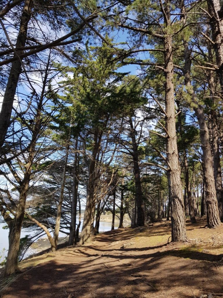 Randonnée sur l'île aux Moines : Pointe du Nioul