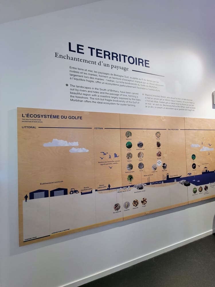 Visite d'Ostréapolis, centre d'interprétation dédié à l'huître dans le Morbihan au Tour du Parc.
