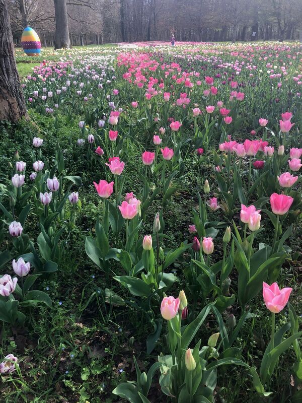 Château de Cheverny au printemps : tulipes