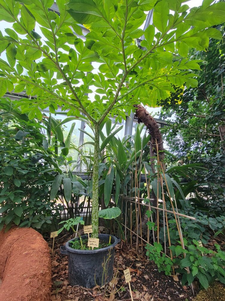 Jardin botanique de Paris : serres d'Auteuil