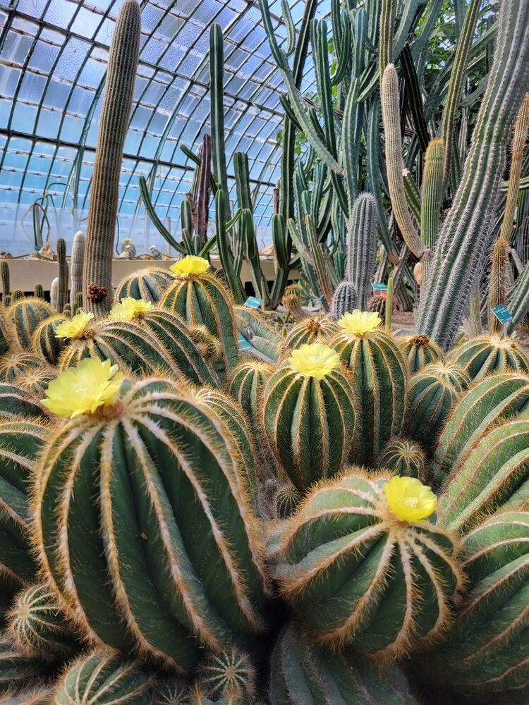 Jardin botanique de Paris : serres d'Auteuil