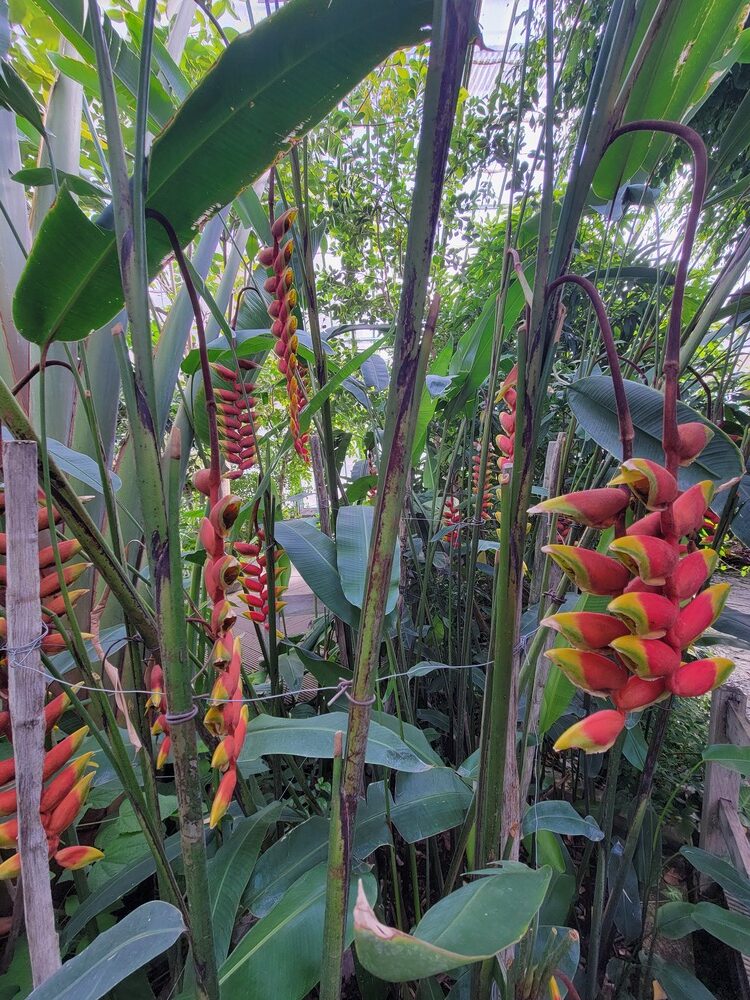 Jardin botanique de Paris : serres d'Auteuil